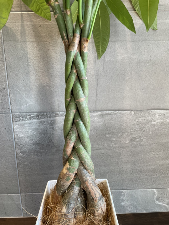 送料込み】パキラ5本編み 7号サイズ（受皿付き） | 送料込み商品