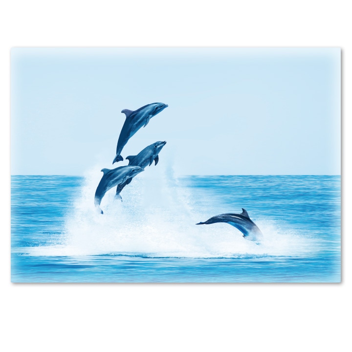 大きいお風呂ポスター【イルカ】マグネットシート製【宅配便限定送料