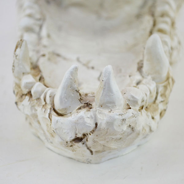 クロコダイルスカル オブシェ ワニ 鰐 骨 骸骨 植物 置物