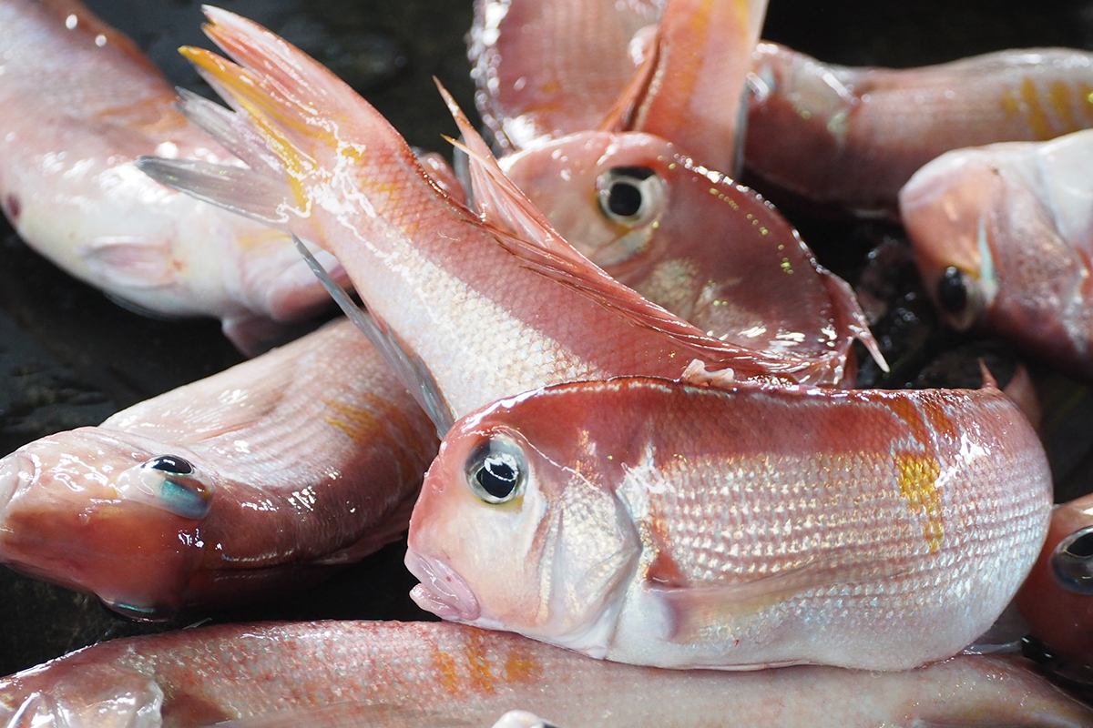 甘鯛 | 浜松市の居酒屋「魚魯魚魯（ぎろぎろ・GiroGiro）」