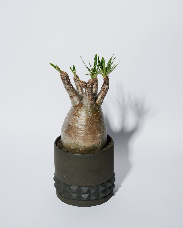 初心者にも！塊根植物（コーデックス）ライフのススメ｜メンズライフ