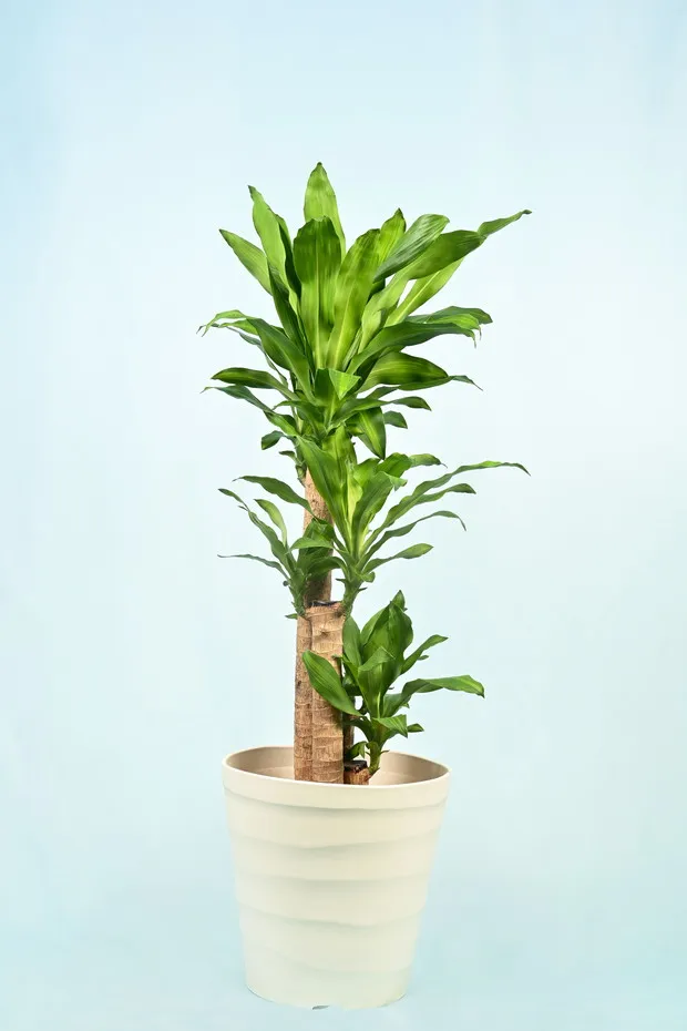 マッサンゲアナ(幸福の木)の育て方・水やり・肥料・病害虫対策まとめ