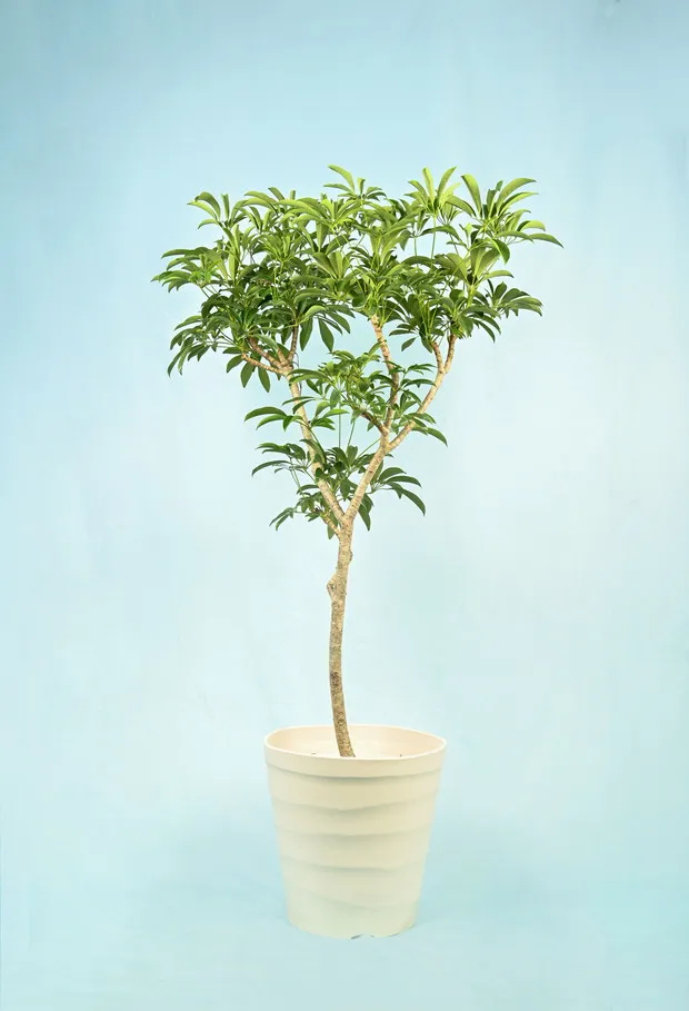 シェフレラ(カポック)の育て方・水やり・肥料・病害虫対策まとめ