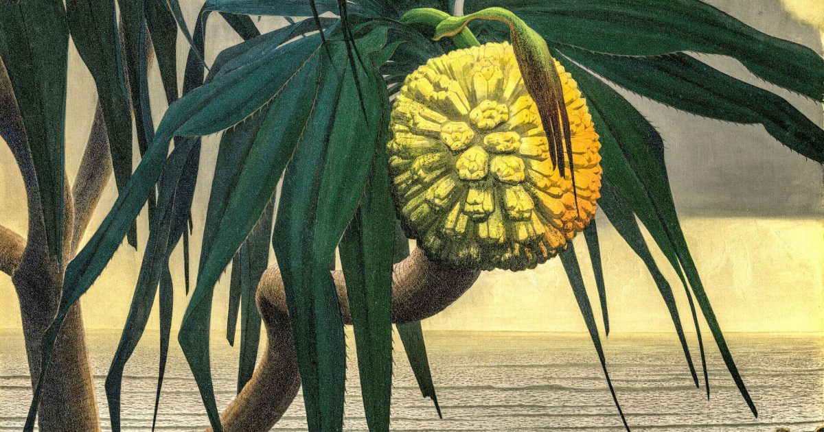 奄美の地で名画を生み出した清貧の画家・田中一村と、その目がとらえた