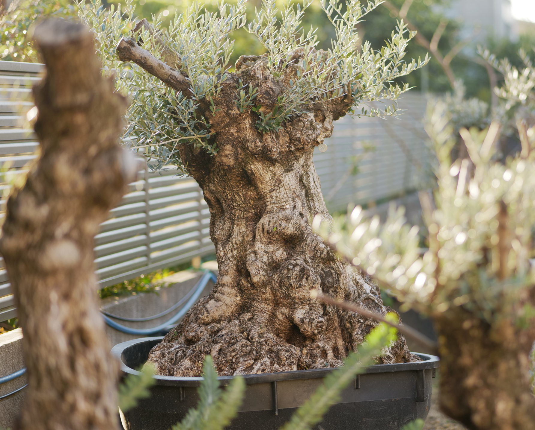 古木 オリーブ 専門店 Gold Olive Trees ゴールド オリーブツリーズ