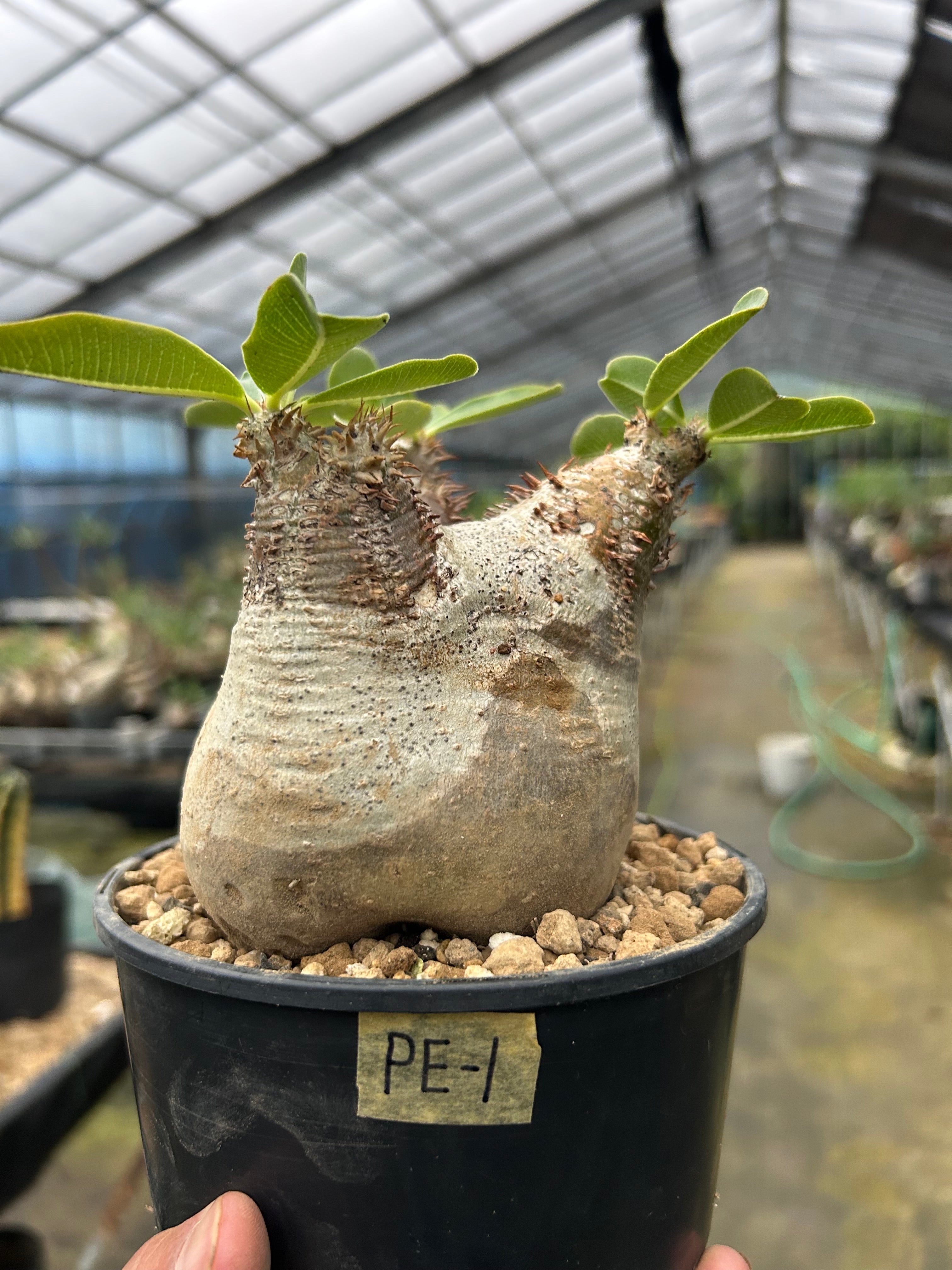 FF3FD800-9895-424B-BCEC-