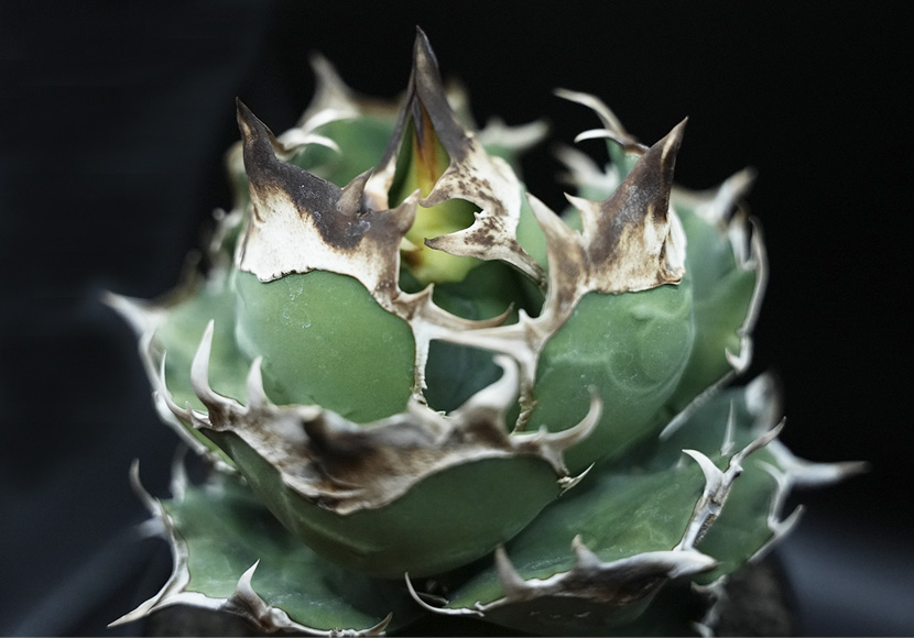 白犀牛 | GOPLANTS｜アガベの参考株と育成記録をこつこつ残す図鑑メディア