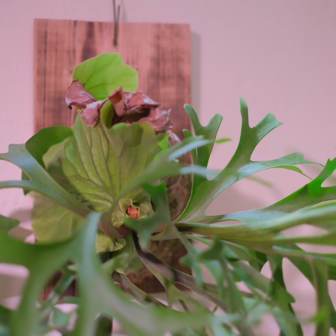 生命力あふれる観葉植物｜ビカクシダ・マウントキッチャクード（P.mt