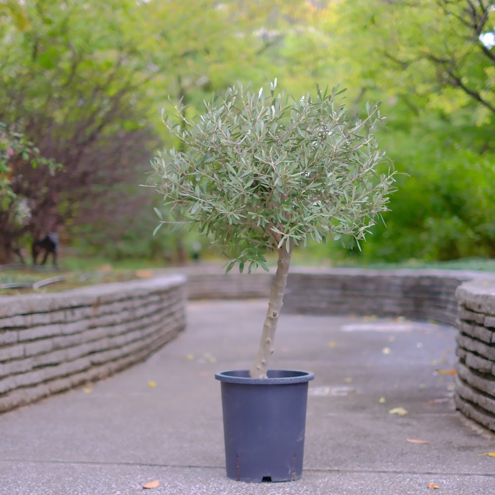 香川県産 SOUJU（創樹）】オリーブの木 シプレッシーノ 9号｜育て