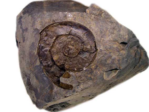 白亜紀資料館の展示物 -アンモナイト化石-