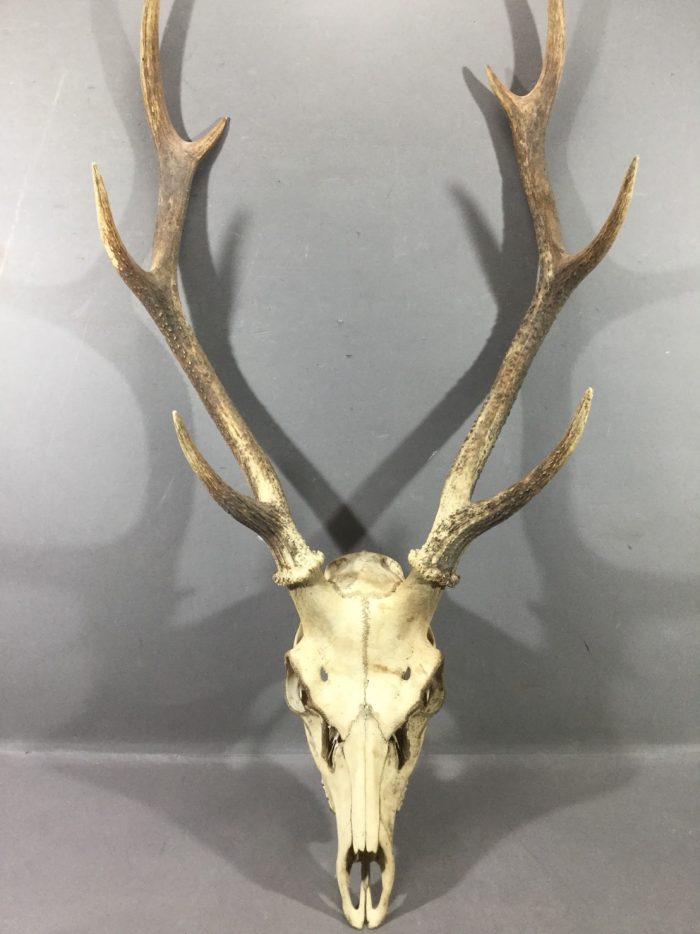 鹿の角 - 岐阜・愛知（名古屋）・三重・滋賀の骨董品・美術品の高価