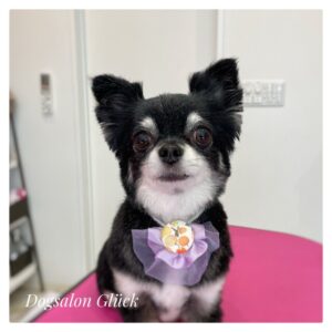 ミックス＊ベティちゃん ヨーキー＊ダンボくん チワワ＊オルちゃん | Gluck