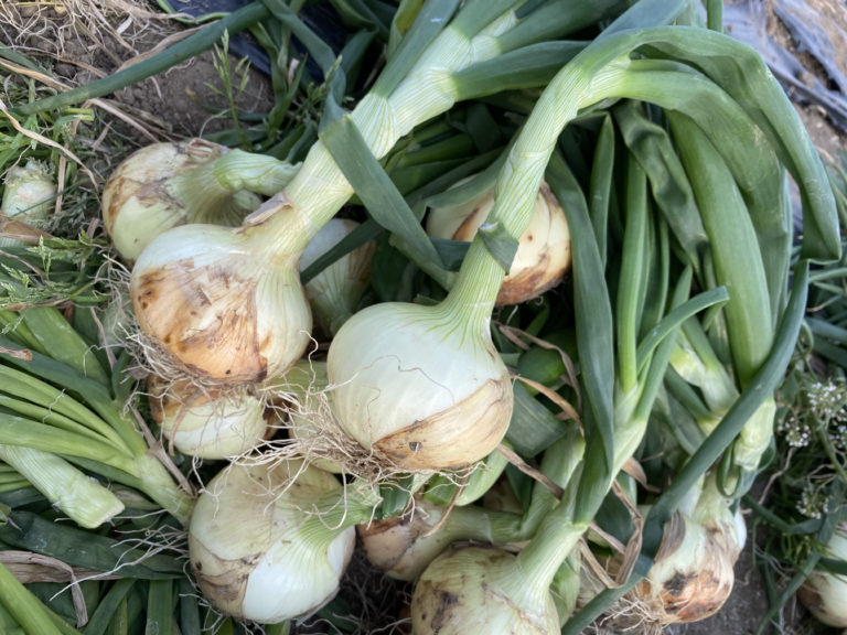 1月下旬からとれ始める「加津佐13号」「スーパーアップ」 - 現代農業WEB