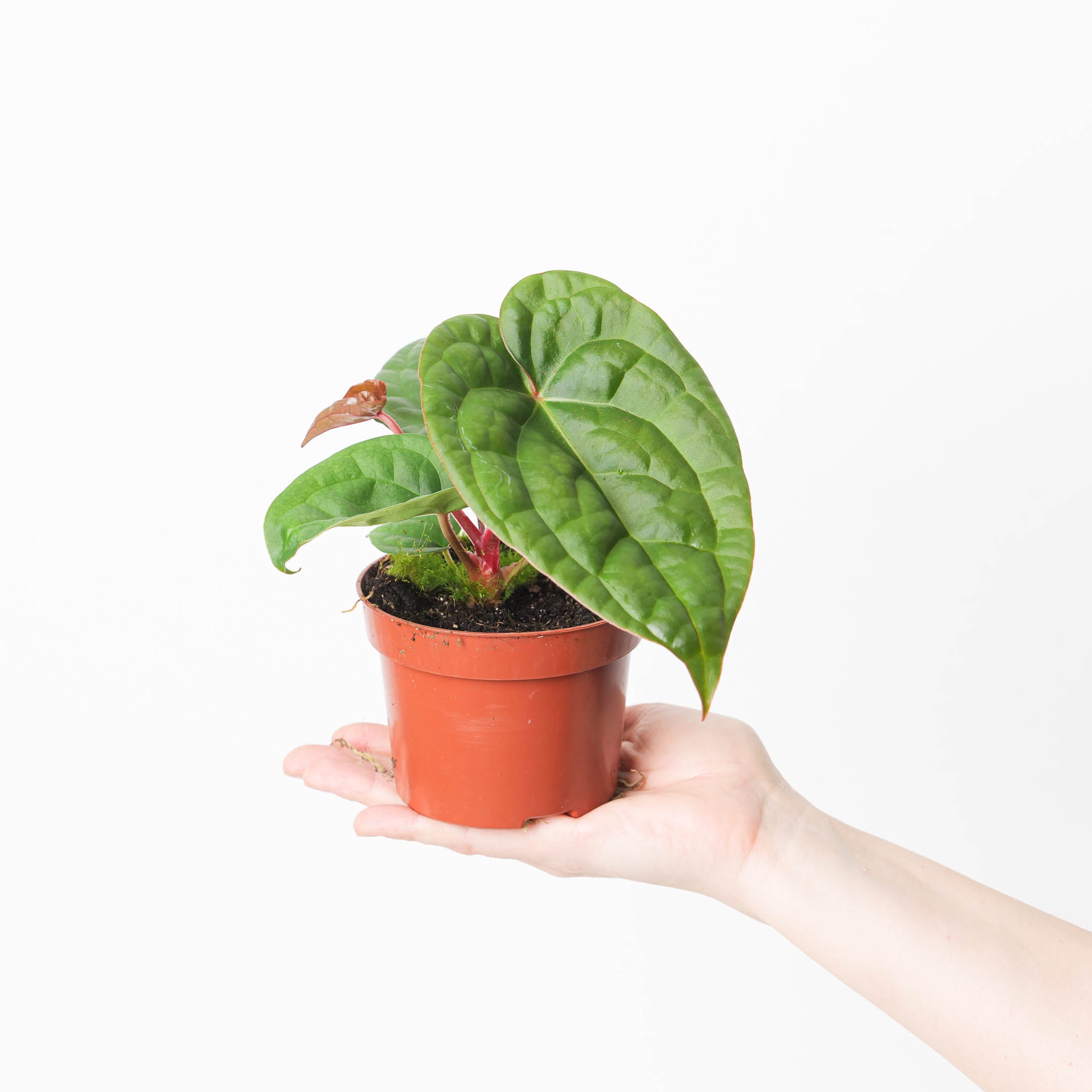 Anthurium regale x luxurians | Plants | GrowTropicals.com