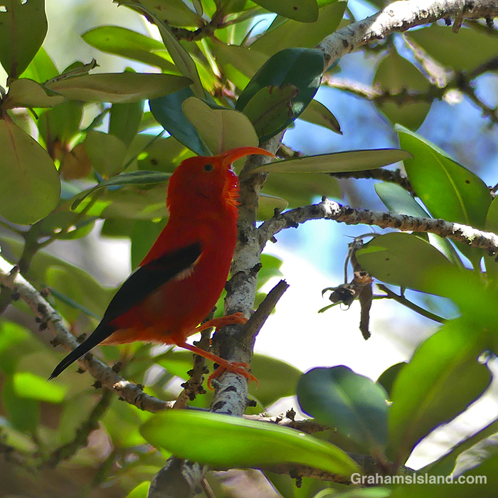 Red birds in green foliage | Graham's Island