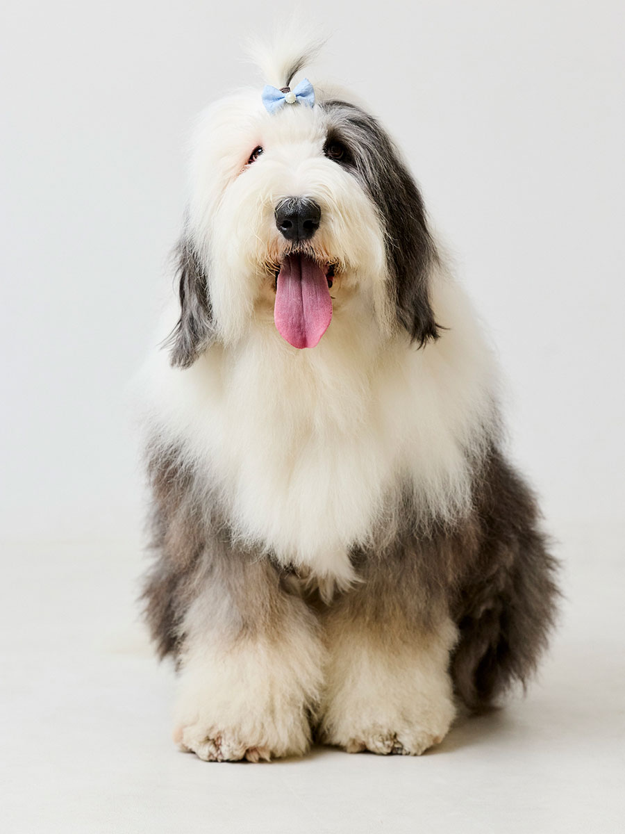 ラルム - 大型犬カフェ GRAND MOU《ぐらんむー》 | 千葉県木更津市大型