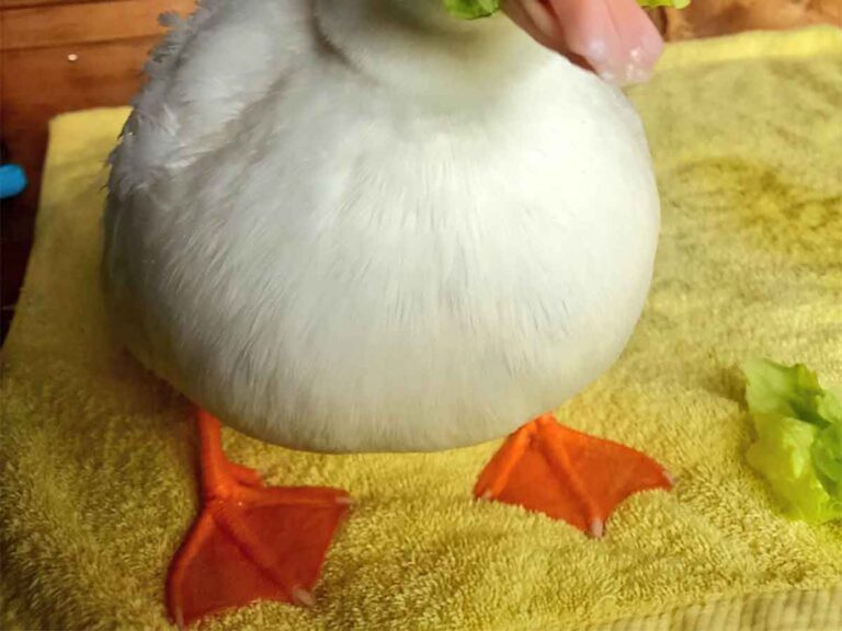 笑うしかありません」 アヒルの1枚に「面白すぎ」 – grape [グレイプ]