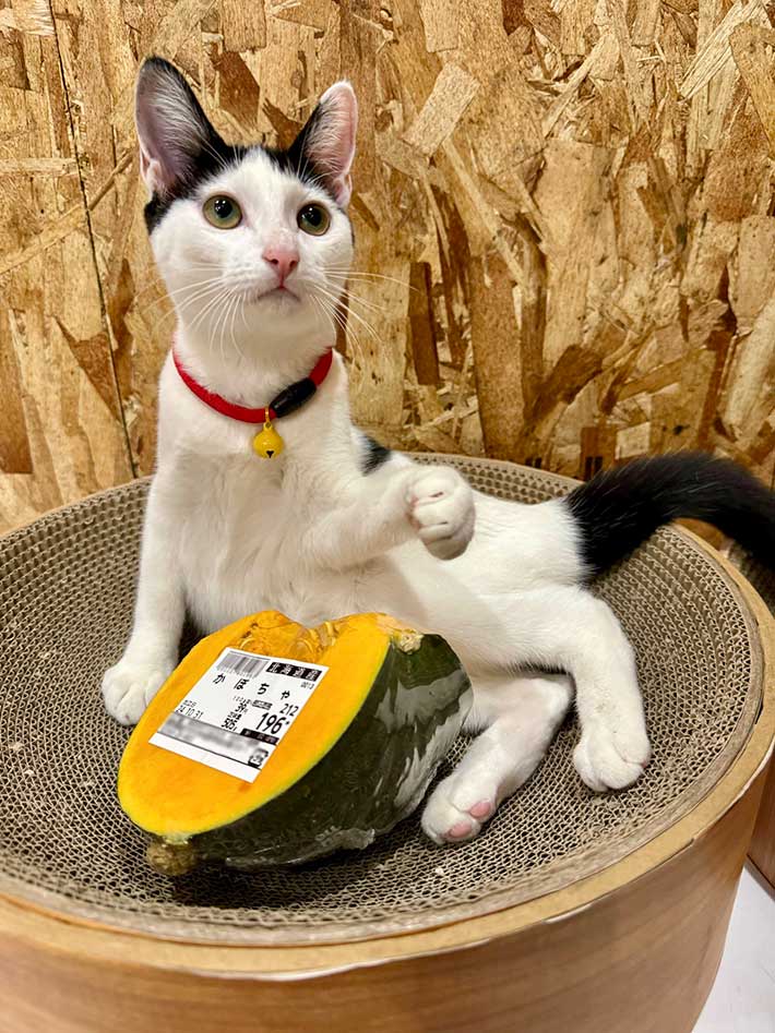 飼い主「これが精一杯ですわ！！」 ハロウィンの1枚に「予想の斜め上