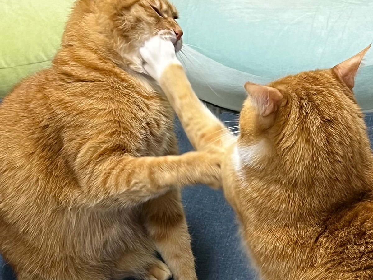 同居猫にパンチをお見舞い しかし思わぬ反撃を食らって…「これは笑って