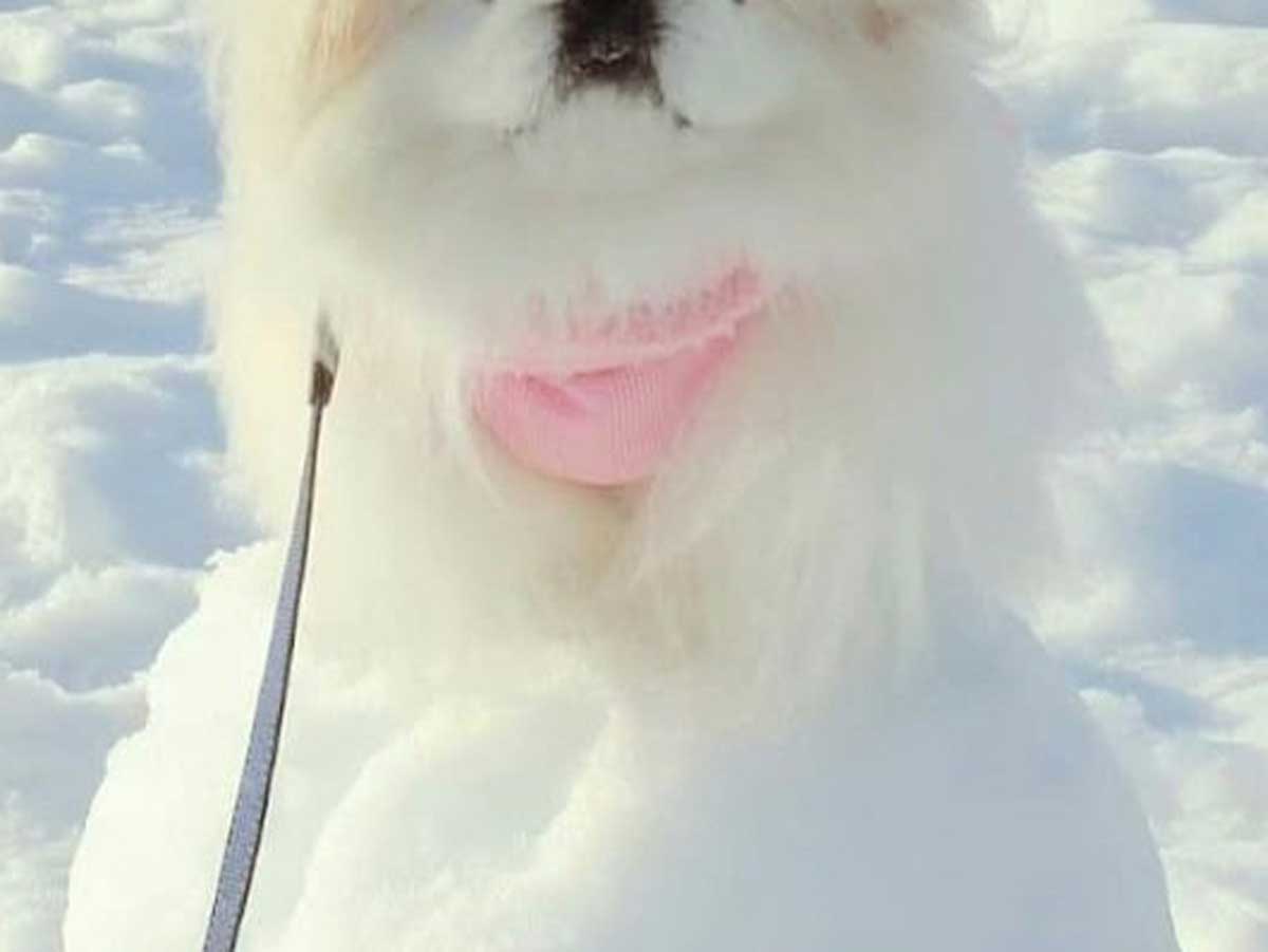 公園で雪玉を見つけた犬 「天才」といわれた『高度な遊び』が、こちら