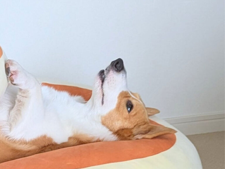 クッションの上で寝るコーギー 体を見ると？「笑った」「こんなサイズ