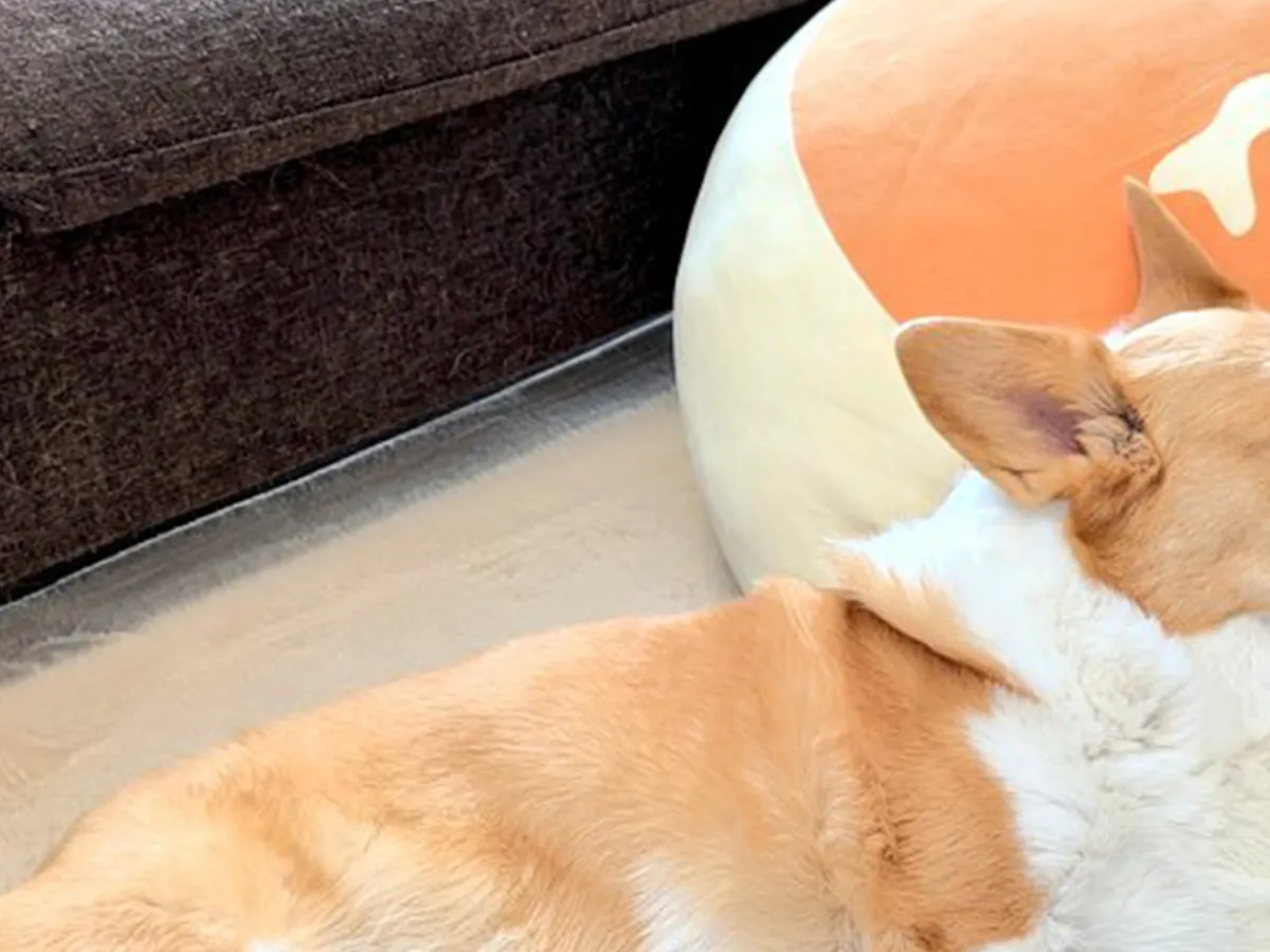 本州みたい！」と37万いいね！ コーギーの『奇跡の寝相』に「笑った