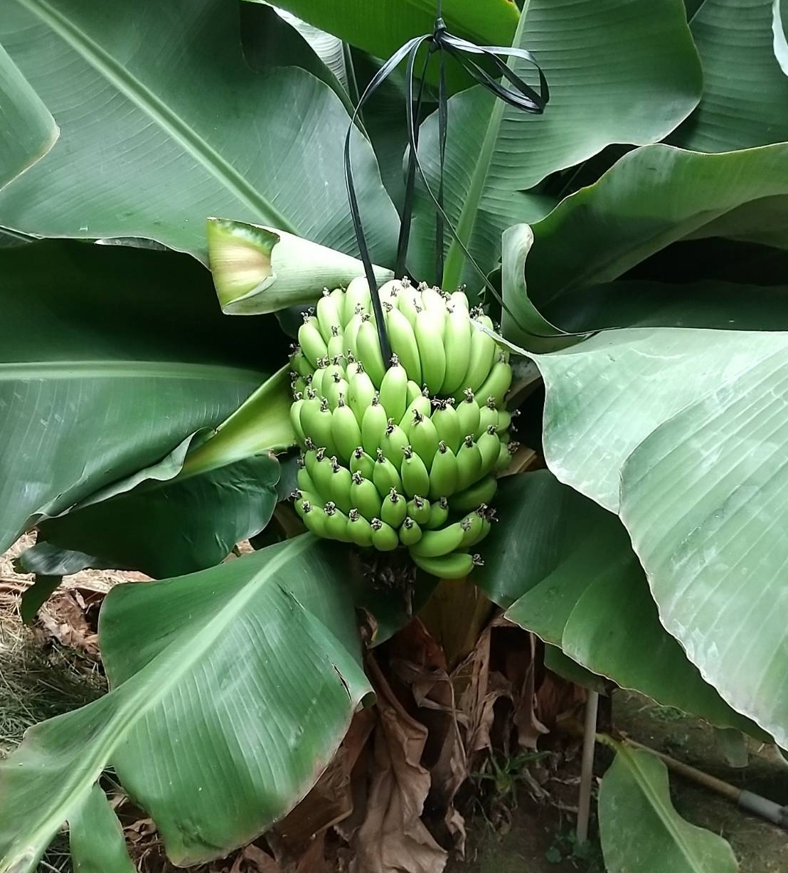 スーパードワーフキャベンディッシュ苗 - ちたフルーツビレッジ｜萬秀