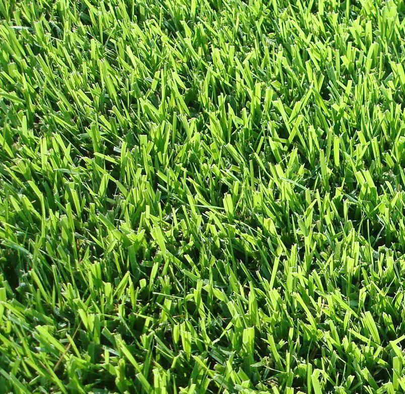 Zoysia Palisade - DFW