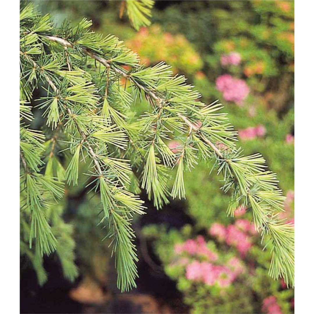 ヒマラヤシーダー 'オーレア' - グリーン情報