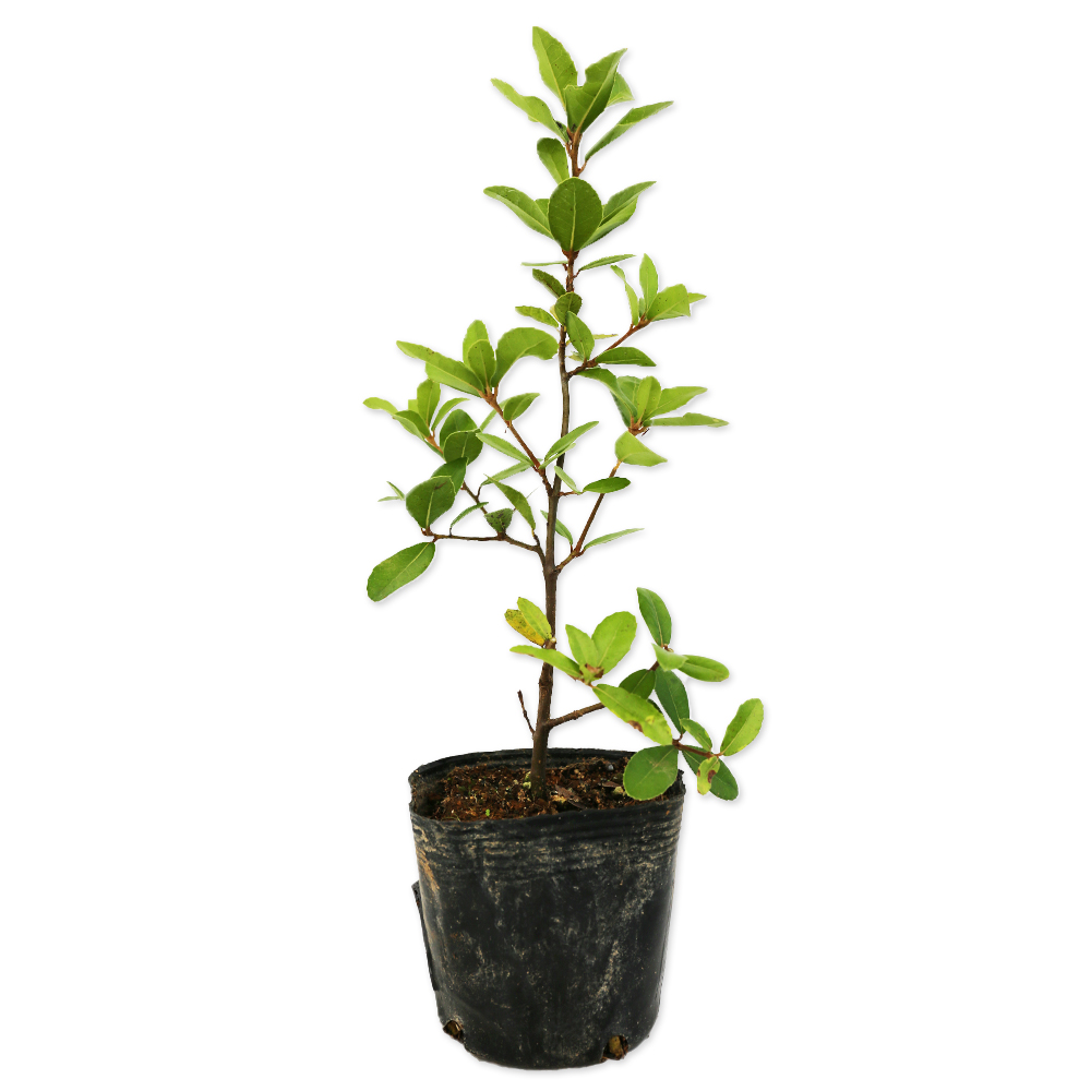 ウバメガシ 苗木 販売 トオヤマグリーン