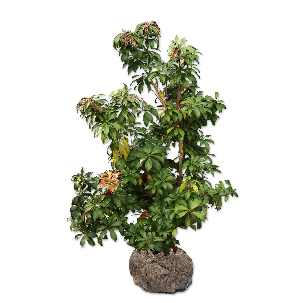 アセビ 苗木 販売 トオヤマグリーン