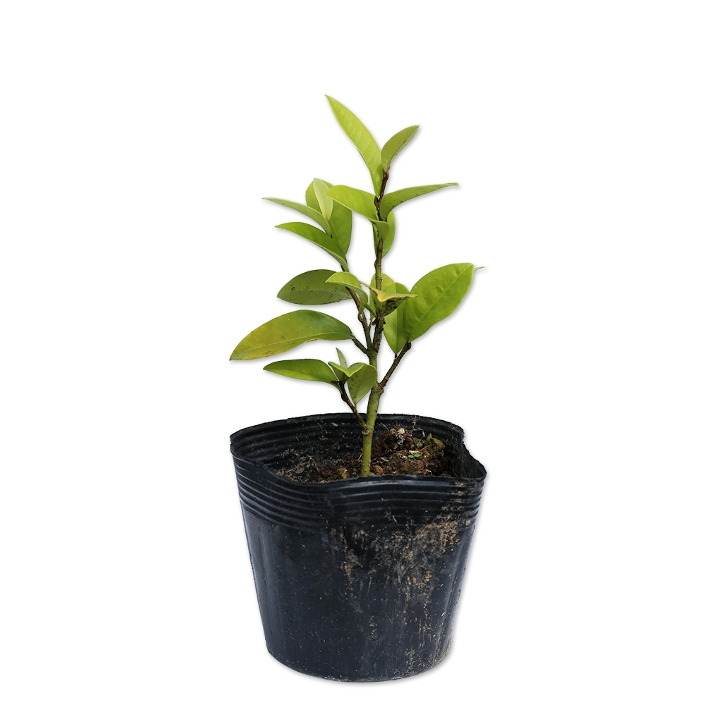 カラタネオガタマ 苗木 販売 トオヤマグリーン