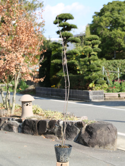 ミヤマガマズミ 苗木 販売 トオヤマグリーン