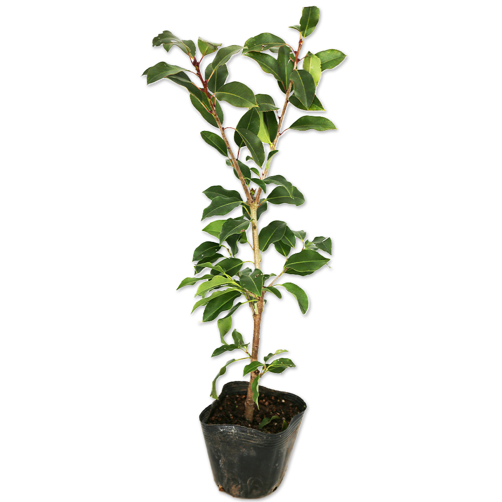 1 山採りソヨゴ雌雄不明