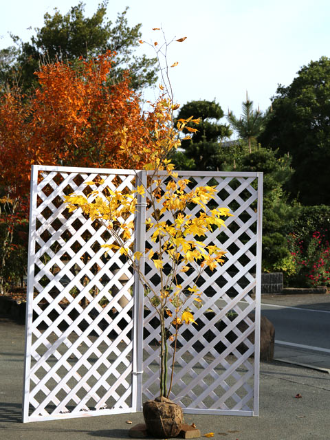 シロモジ 苗木 販売 トオヤマグリーン