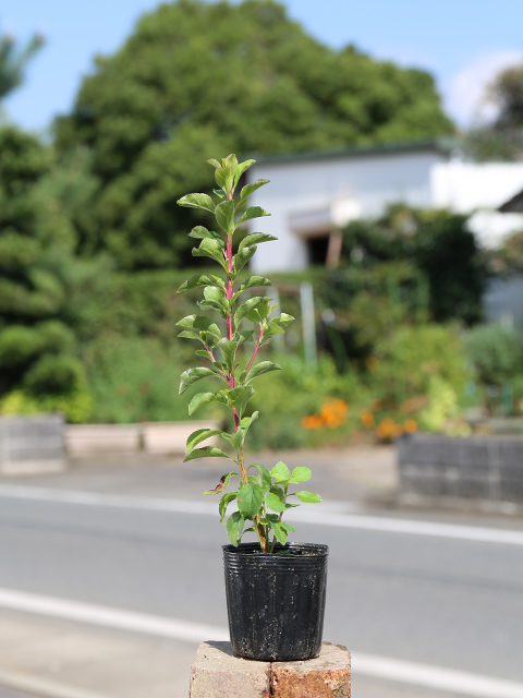 ベニサラサドウダン 苗木 販売 トオヤマグリーン