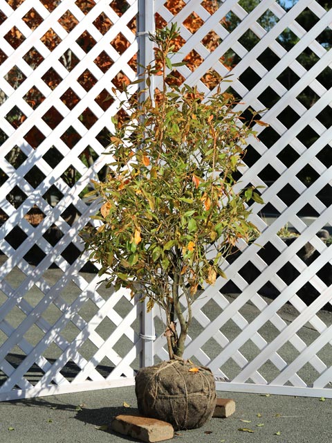 ツツジ/ハルイチバン 苗 販売 トオヤマグリーン