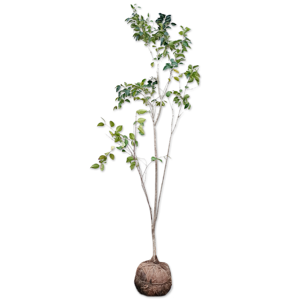 ネズミモチ 苗木 販売 トオヤマグリーン