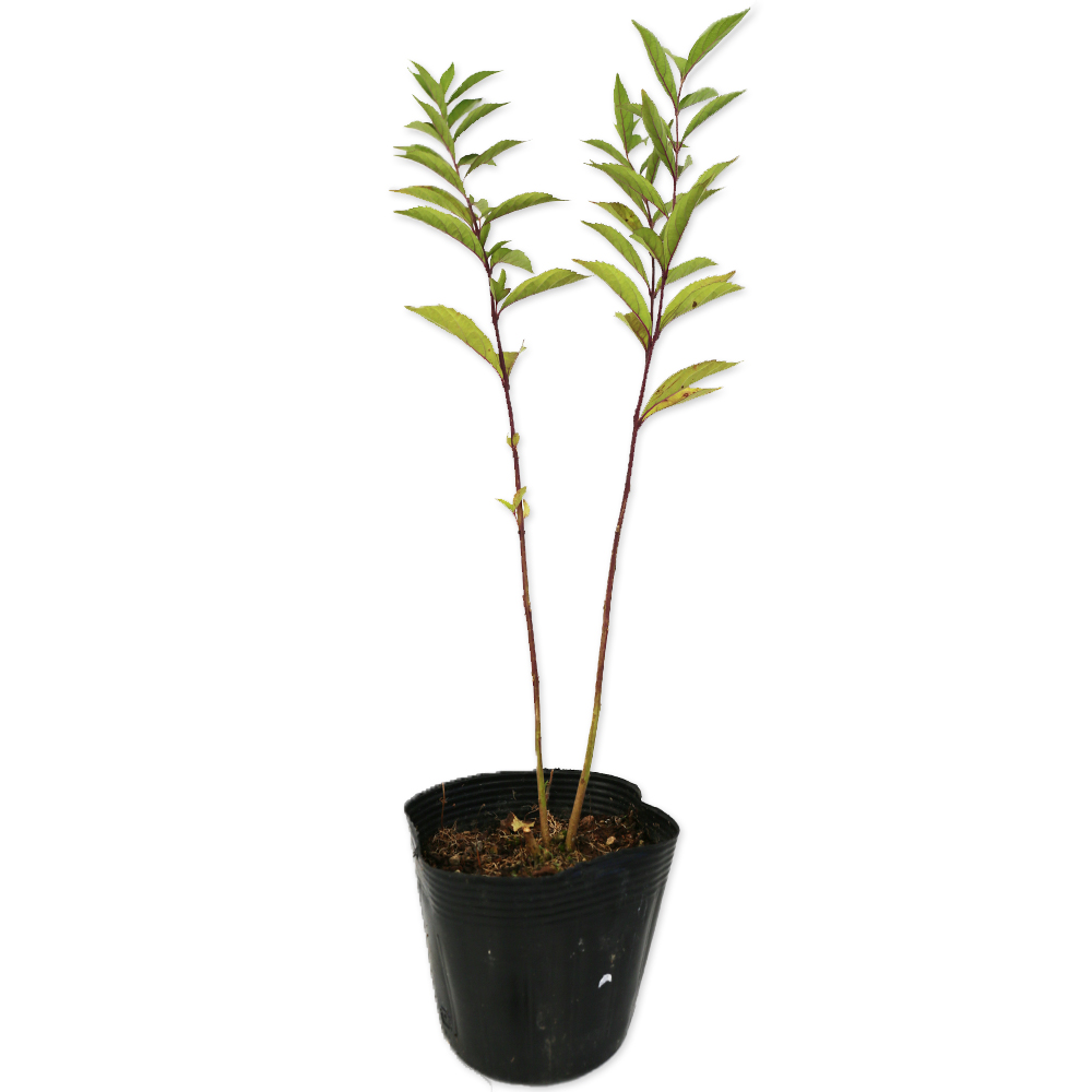 コムラサキ 苗木 販売 トオヤマグリーン