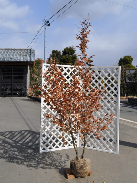 ヤマコウバシ 苗木 販売 トオヤマグリーン