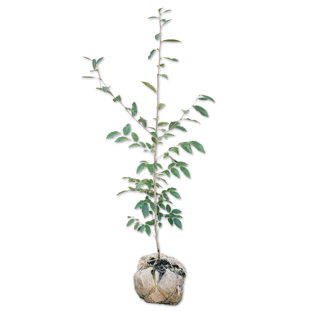 ヤマコウバシ 苗木 販売 トオヤマグリーン