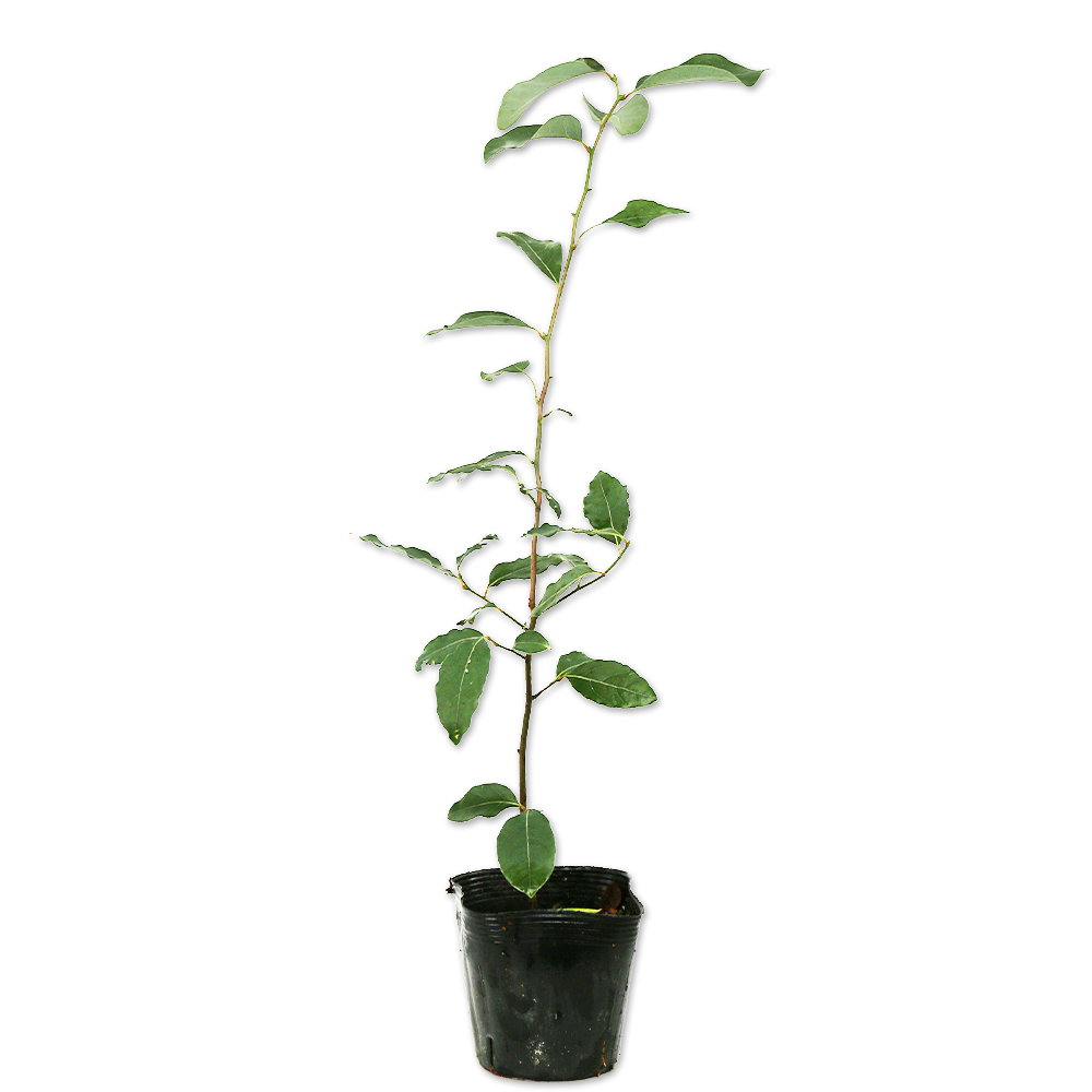 ヤマコウバシ 苗木 販売 トオヤマグリーン