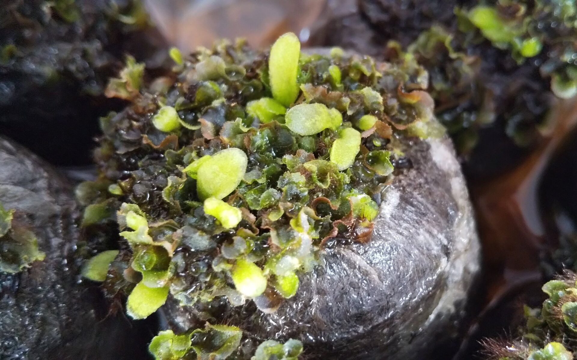 ビカクシダ P.E-1（白ビフ）の品種調べと胞子培養《2021年11月～更新中