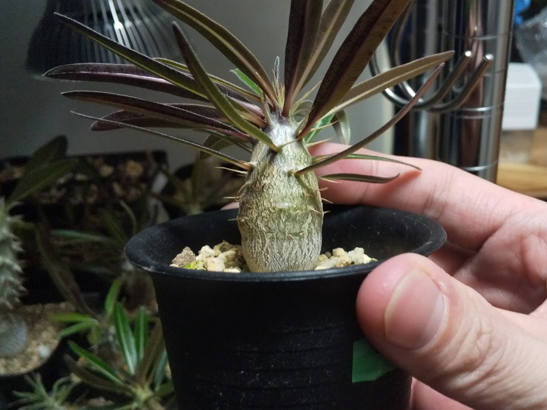 パキポディウム カクチペスの実生・育成記録・育て方(2021.8.~更新中