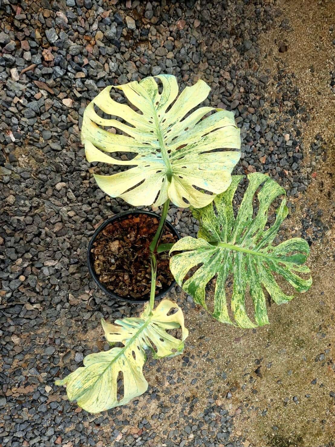 Rare Monstera Deliciosa 'Mint Siam' Limited from Thailand on Sale