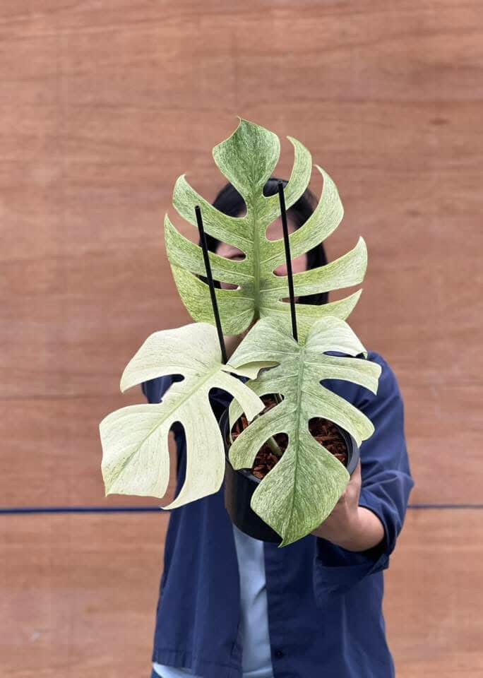 Monstera Deliciosa Full Mint Variegated| Rare Monstera | Greenboog
