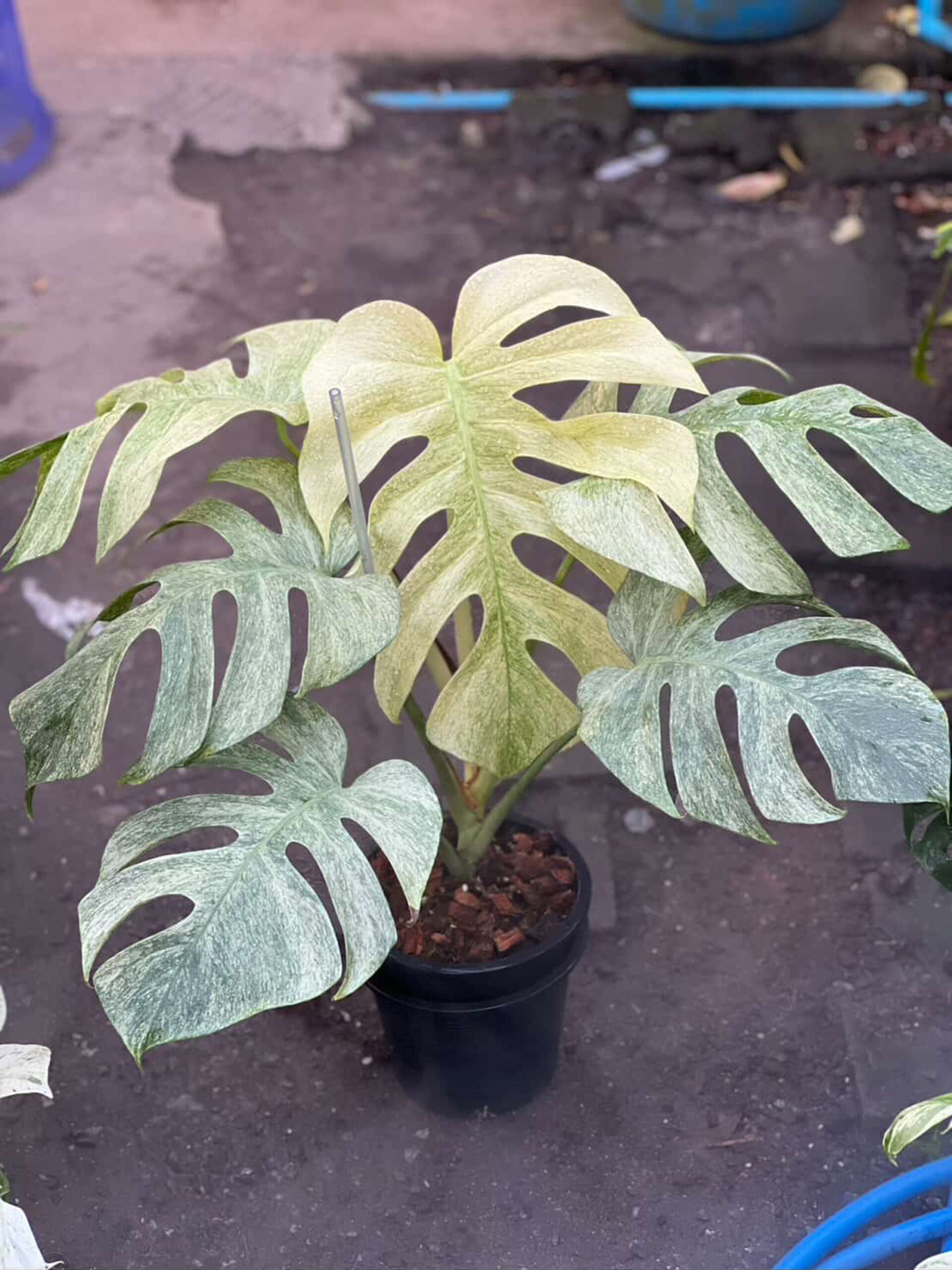 Monstera Deliciosa Full Mint Variegated| Rare Monstera | Greenboog