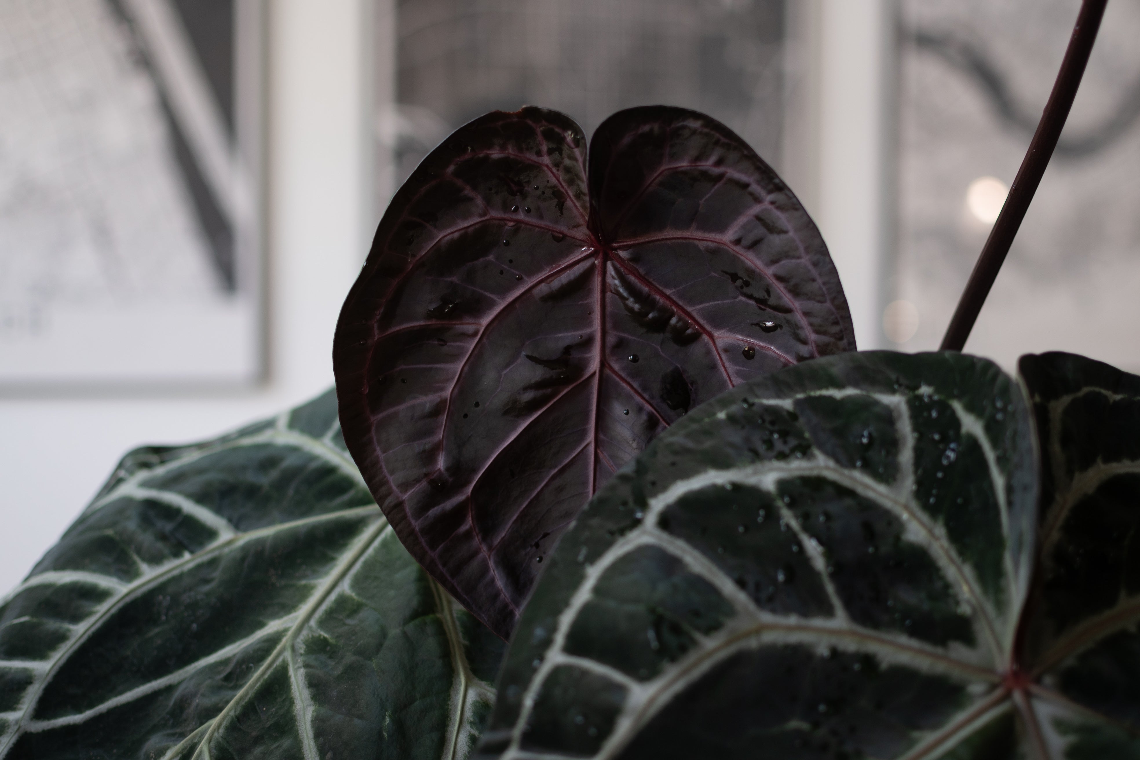 NSE Anthurium Carlablackiae X Tezula Anthurium Red Crystallinum