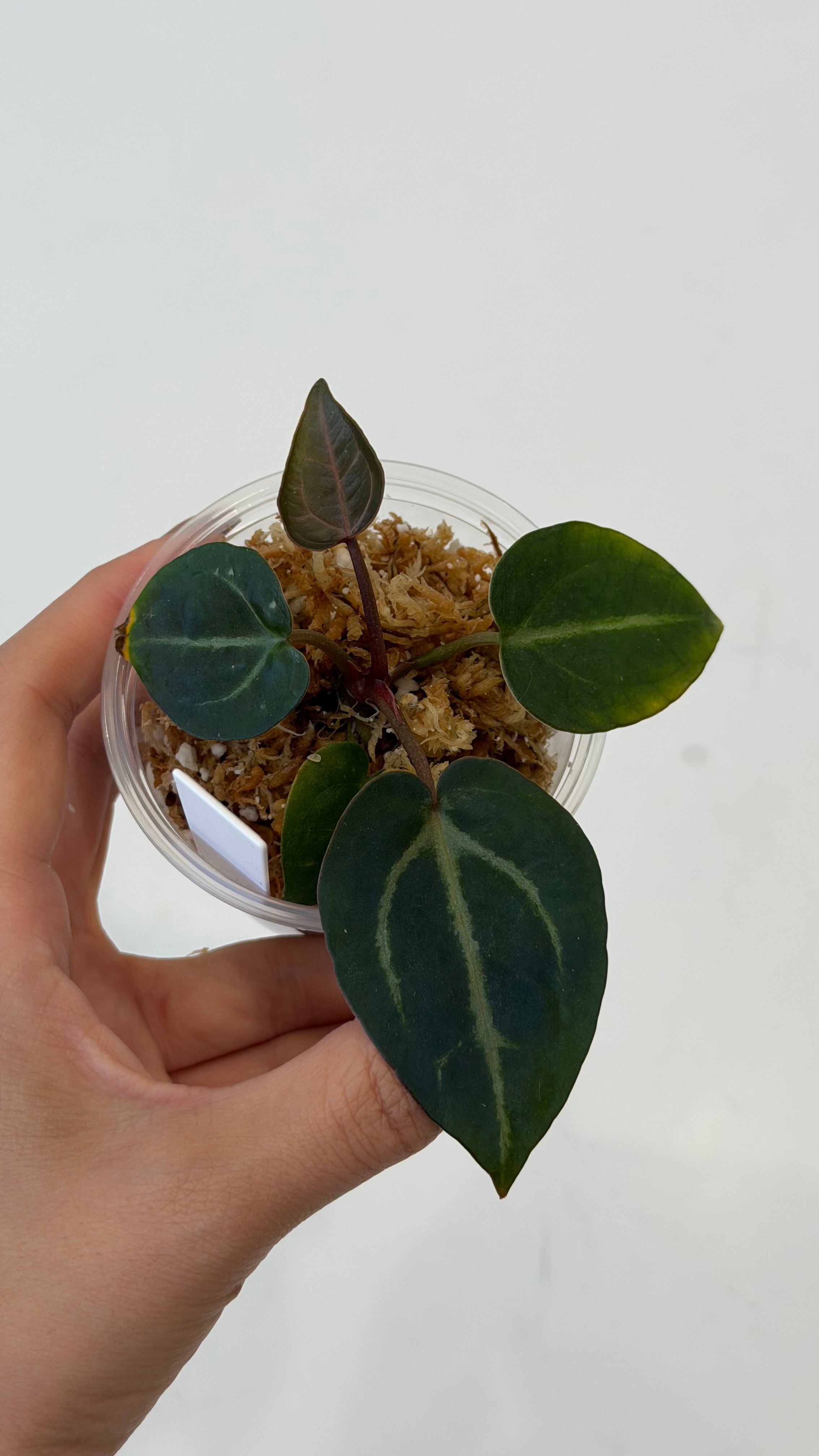 NSE Anthurium Carlablackiae X Tezula Anthurium Red Crystallinum