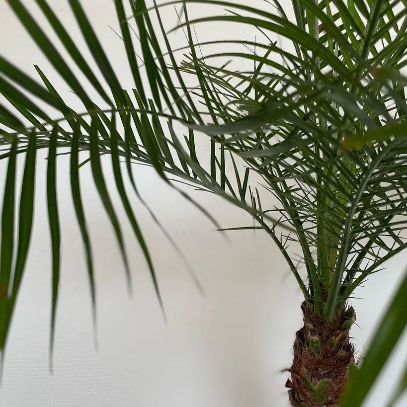 フェニックスロベレニー - グリーンプロデュース～暮らしに緑を